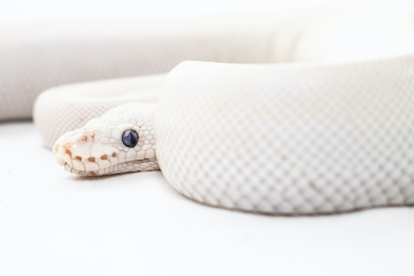 Mơ thấy rắn hổ mang đánh con gì nếu là màu trắng?