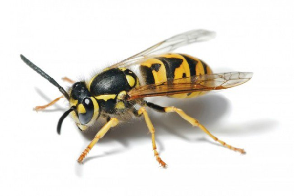 Ong bay vào nhà xuất phát từ nguyên nhân gì?