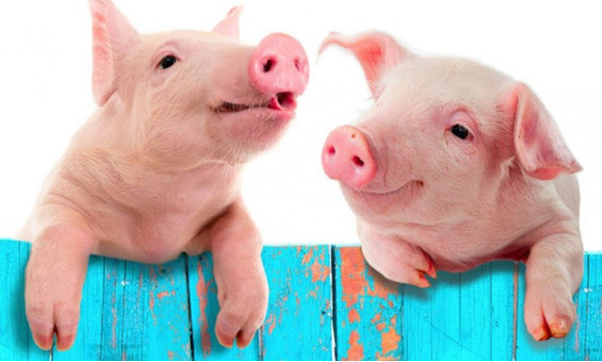 Mơ thấy lợn mang đến ý nghĩa gì cho cuộc sống?