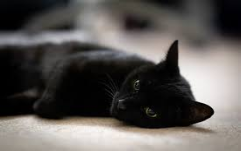 Khi bạn đã mơ thấy mèo đen thì sẽ gặp những điềm báo gì đến hiện tại và tương lai sau này