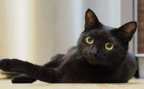 Thấy một chú mèo đen trong mơ đang chơi đùa và giỡn vui với chính bản thân